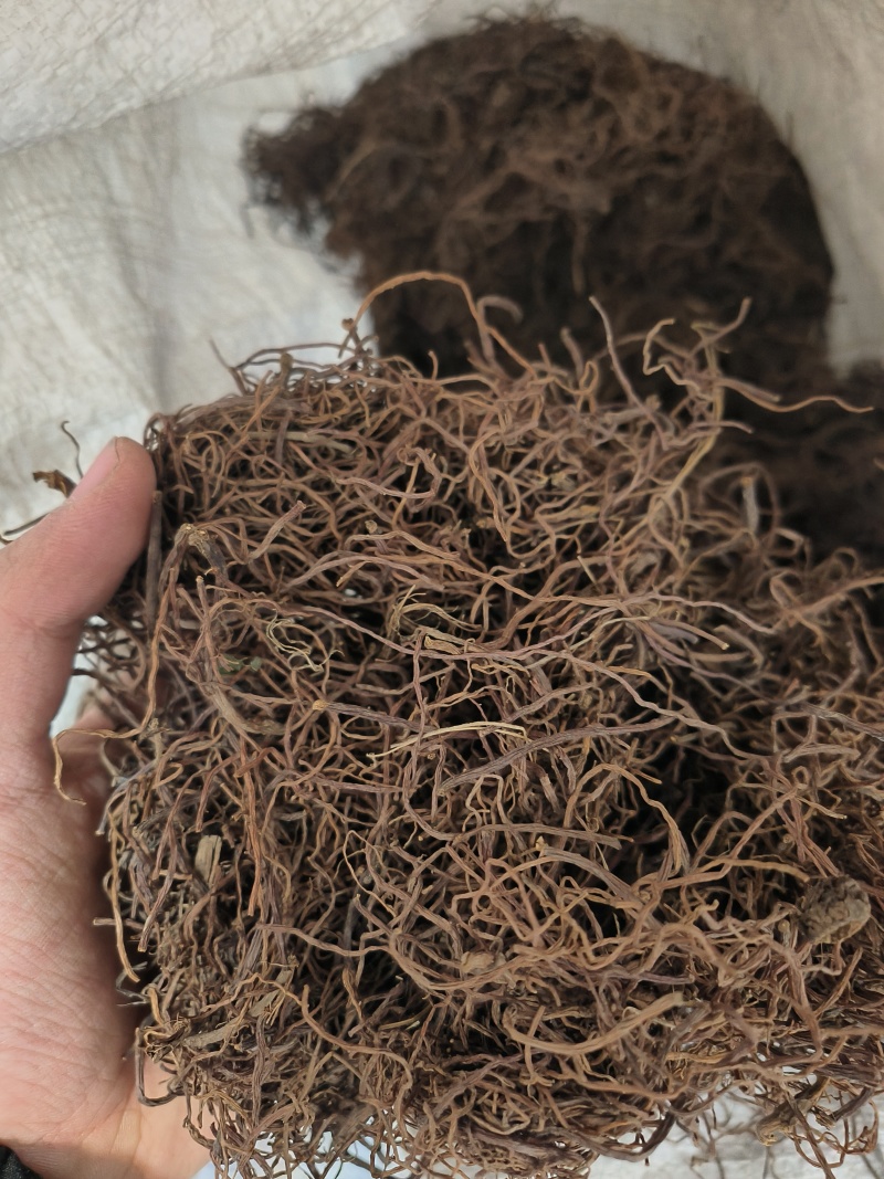 紫苑中药材批发新货现货质量保证