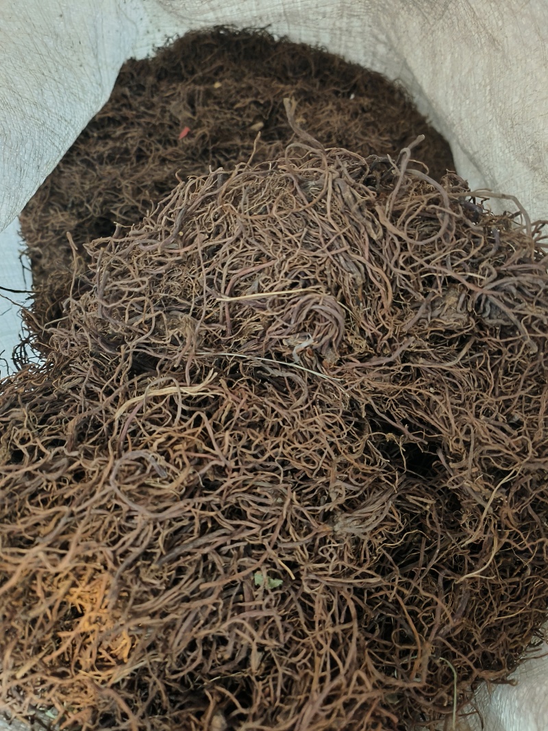 紫苑中药材批发新货现货质量保证
