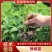 朝天椒苗小米椒苗辣椒苗泰系育苗基地直供