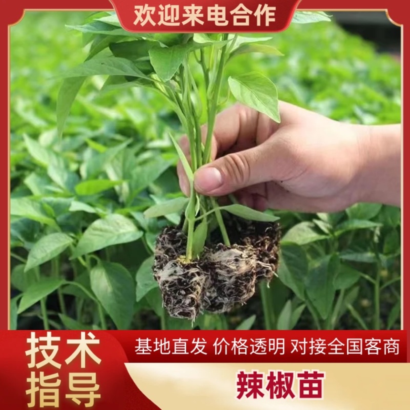朝天椒苗小米椒苗辣椒苗泰系育苗基地直供