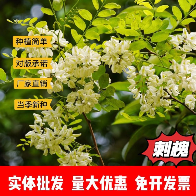 刺槐厂家货源批发价格全国发货价格便宜欢迎下单咨询