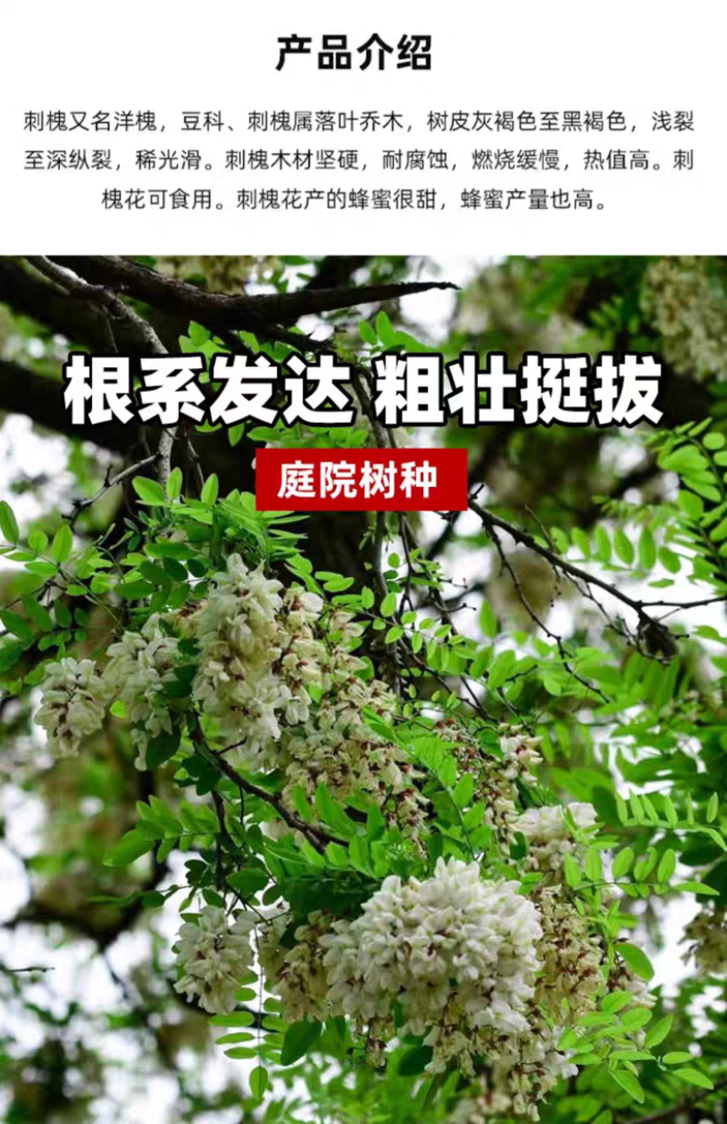刺槐厂家货源批发价格全国发货价格便宜欢迎下单咨询