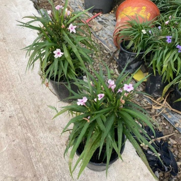 矮化翠芦莉优质翠芦莉精品翠芦莉自产自销
