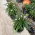 矮化翠芦莉优质翠芦莉精品翠芦莉自产自销