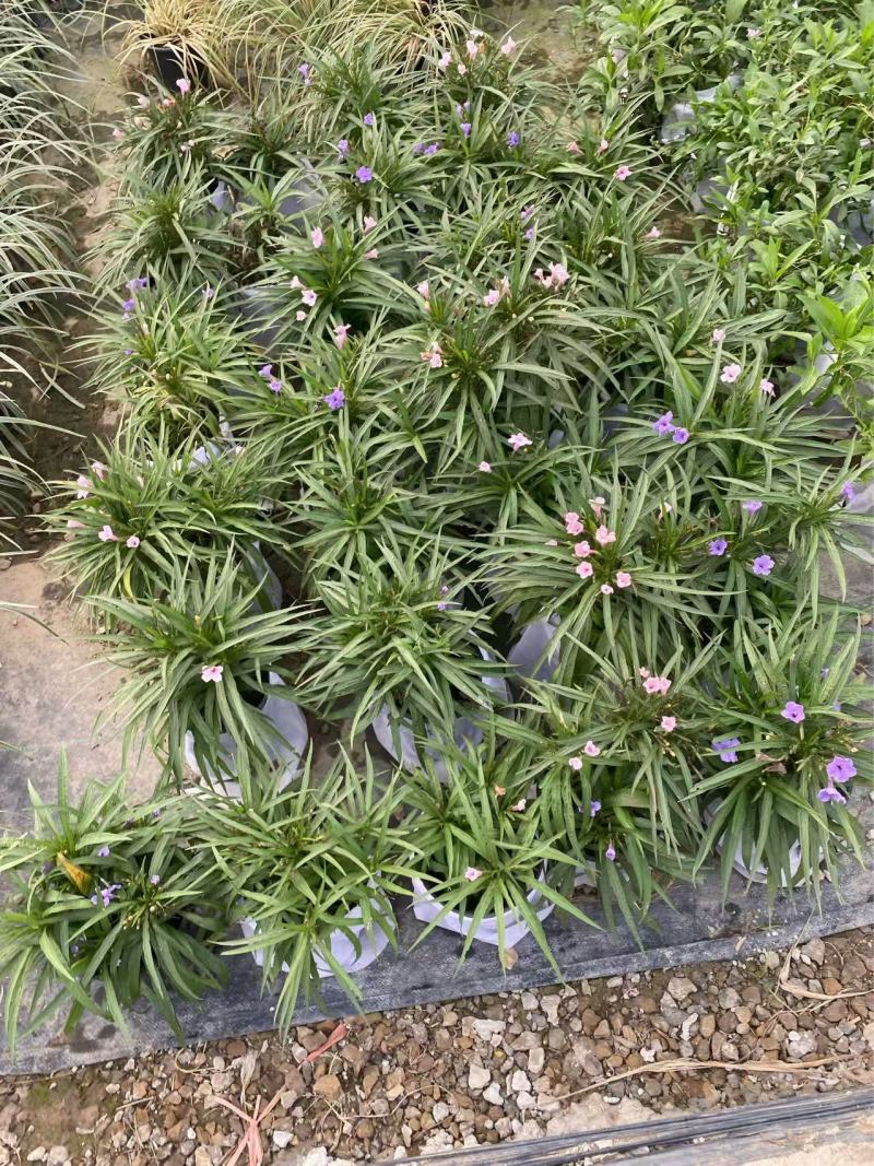 矮化翠芦莉优质翠芦莉精品翠芦莉自产自销