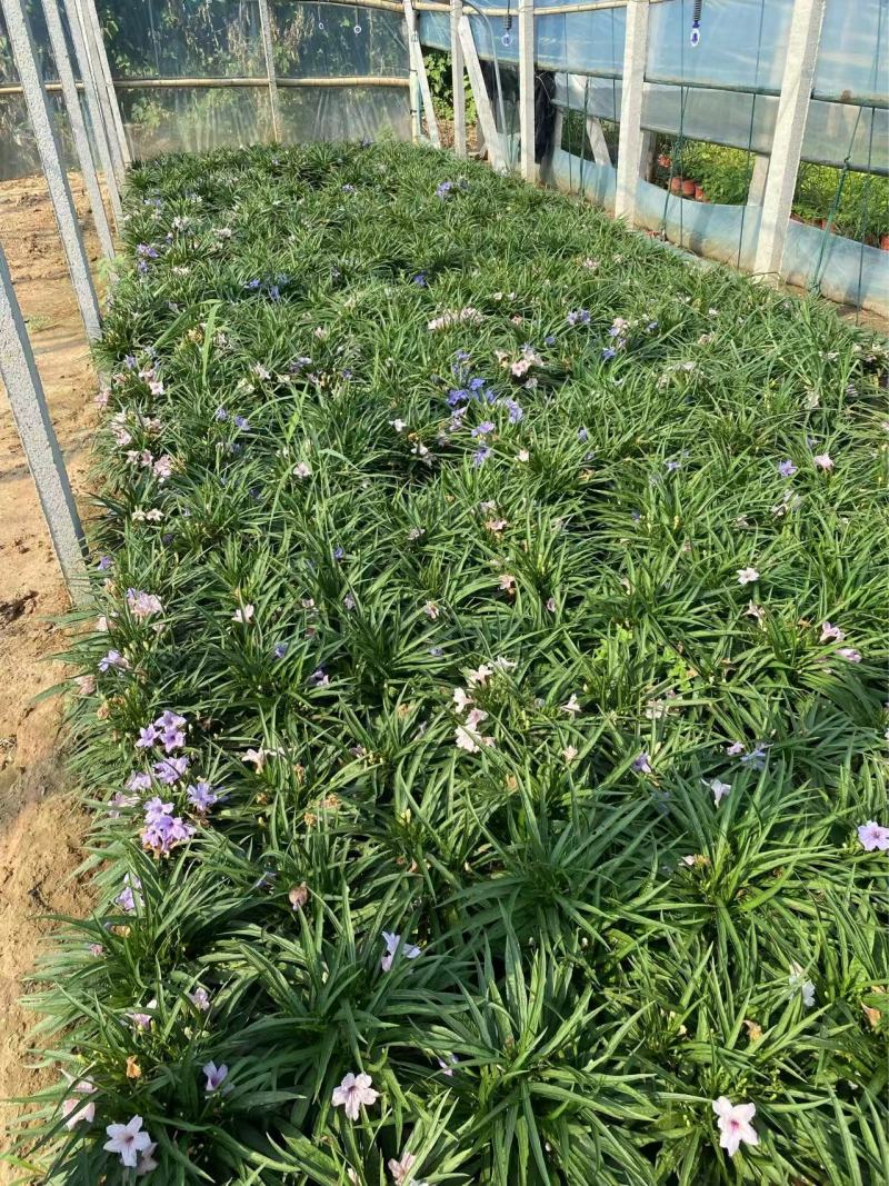 矮化翠芦莉优质翠芦莉精品翠芦莉自产自销