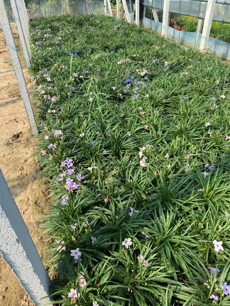 矮化翠芦莉优质翠芦莉精品翠芦莉自产自销