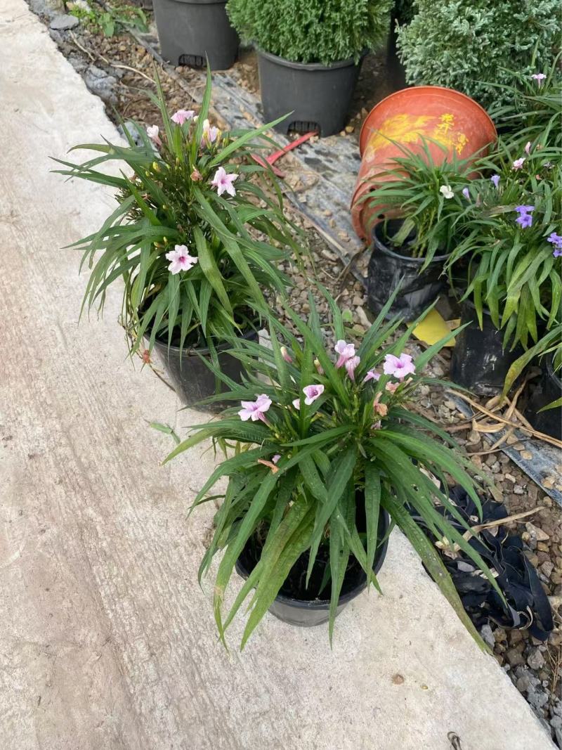 矮化翠芦莉优质翠芦莉精品翠芦莉自产自销