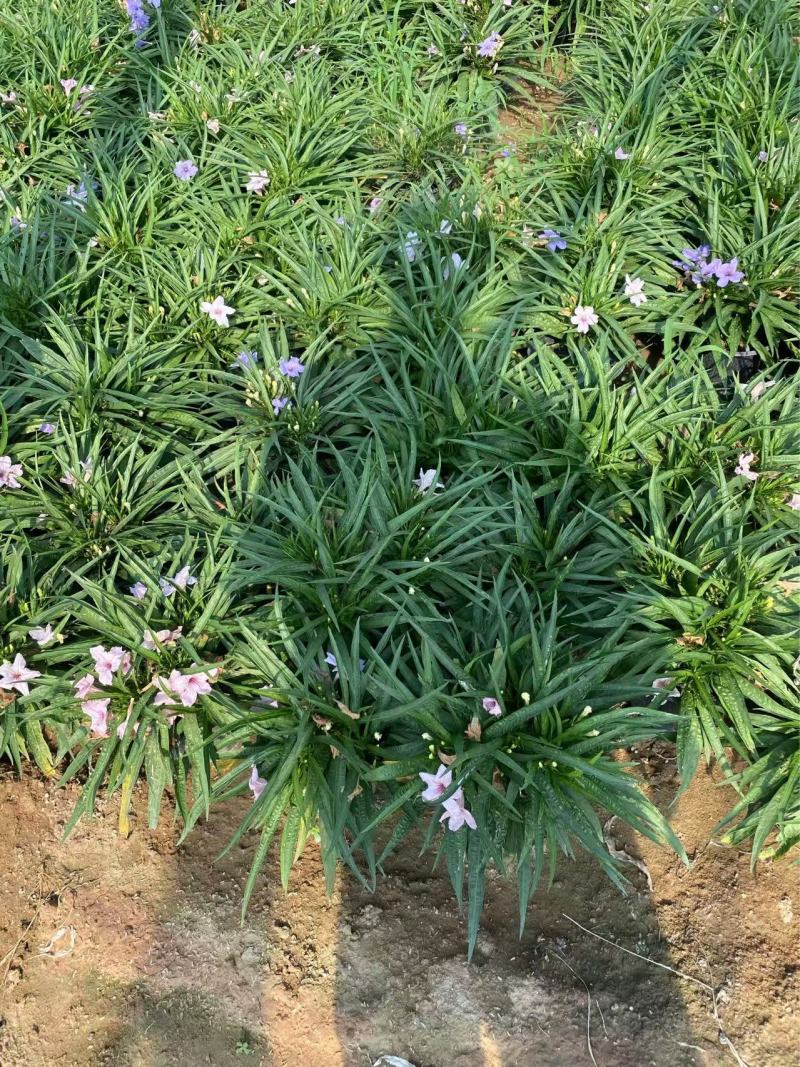 矮化翠芦莉优质翠芦莉精品翠芦莉自产自销