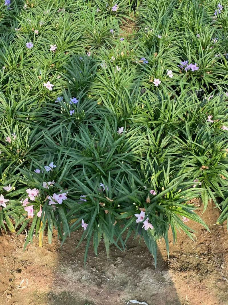 矮化翠芦莉优质翠芦莉精品翠芦莉自产自销