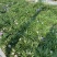 矮化翠芦莉优质翠芦莉精品翠芦莉自产自销