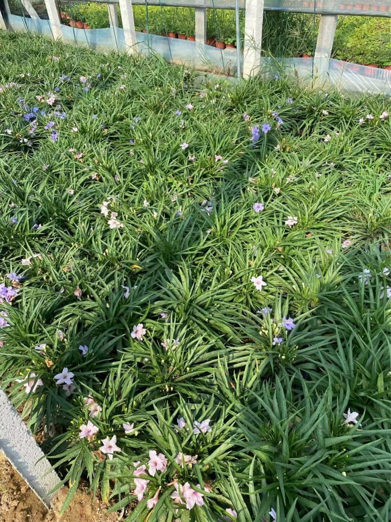 矮化翠芦莉优质翠芦莉精品翠芦莉自产自销