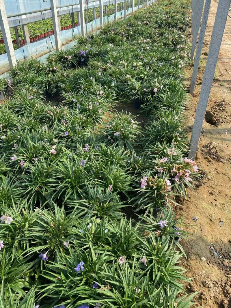 矮化翠芦莉优质翠芦莉精品翠芦莉自产自销