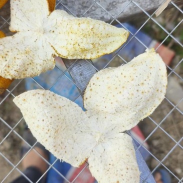 想鸡肥又大个的看过来
