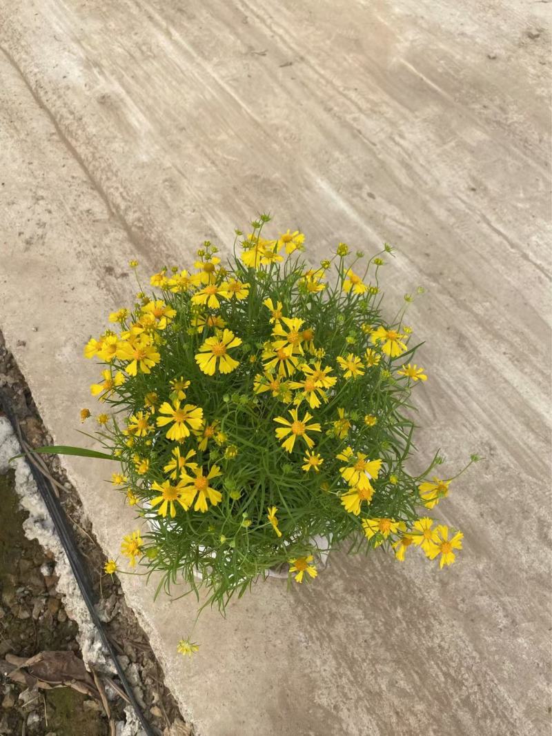 精品堆心菊优质堆心菊自产自销