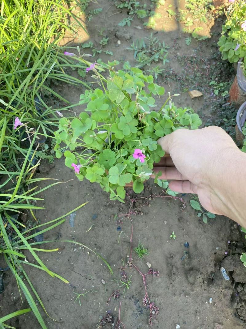 精品红花酢浆草优质红花酢浆草自产自销。红花酢浆