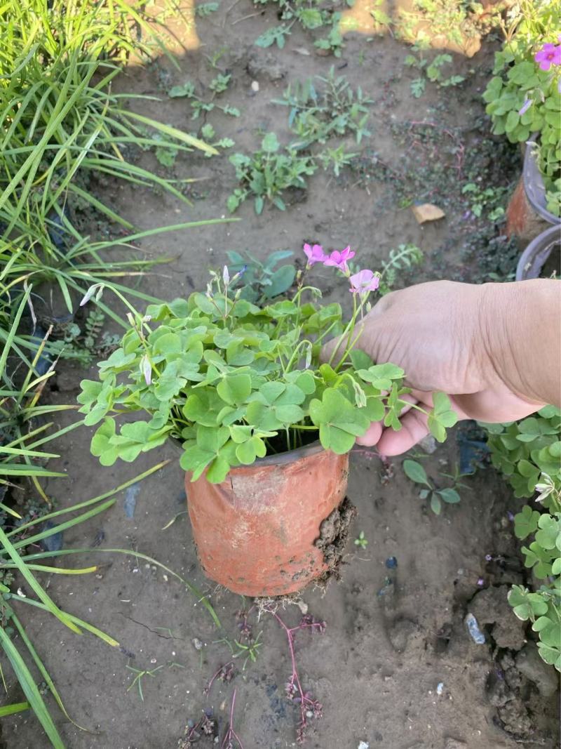 精品红花酢浆草优质红花酢浆草自产自销。红花酢浆