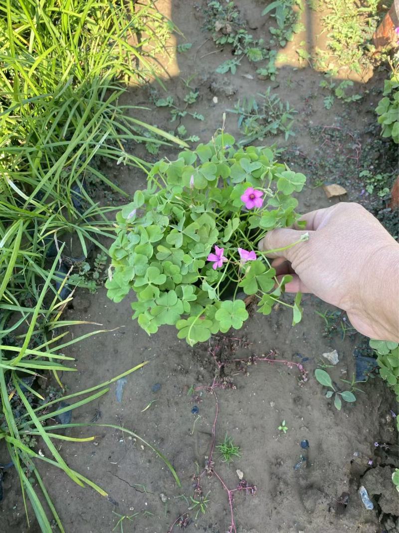 精品红花酢浆草优质红花酢浆草自产自销。红花酢浆