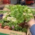 精品红花酢浆草优质红花酢浆草自产自销。红花酢浆