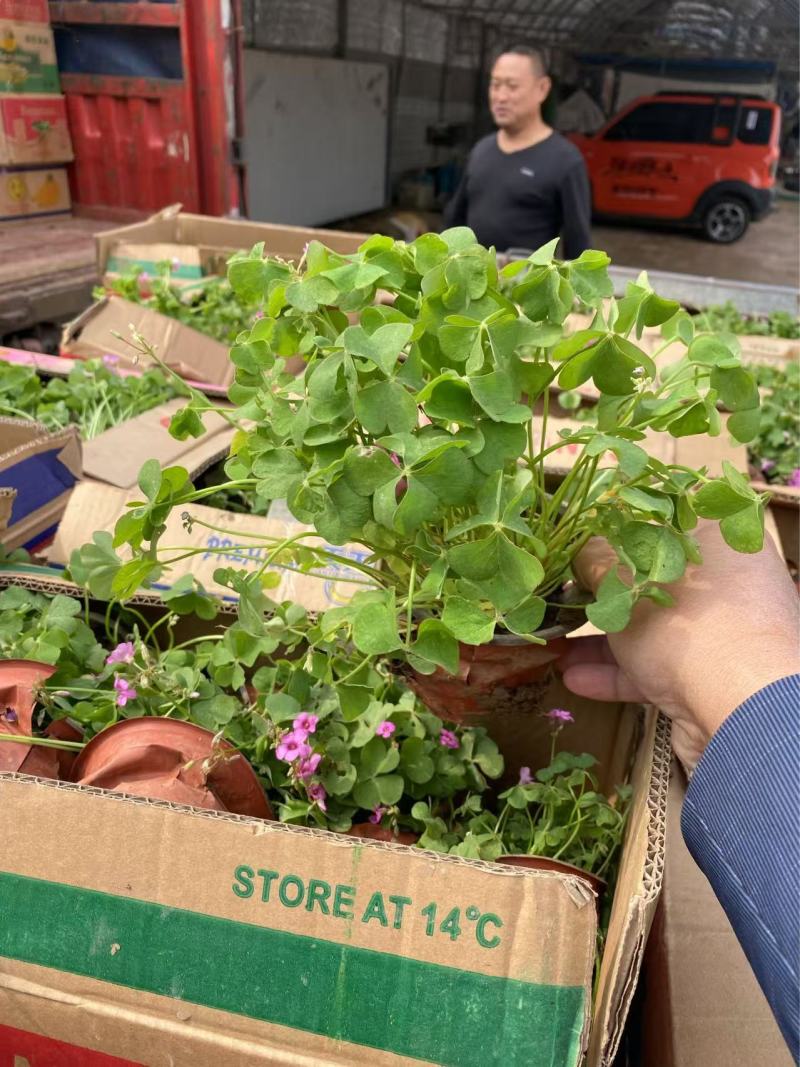 精品红花酢浆草优质红花酢浆草自产自销。红花酢浆