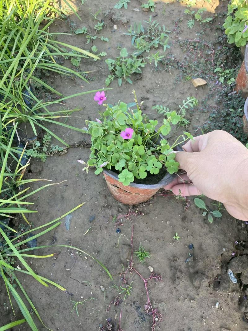 精品红花酢浆草优质红花酢浆草自产自销。红花酢浆