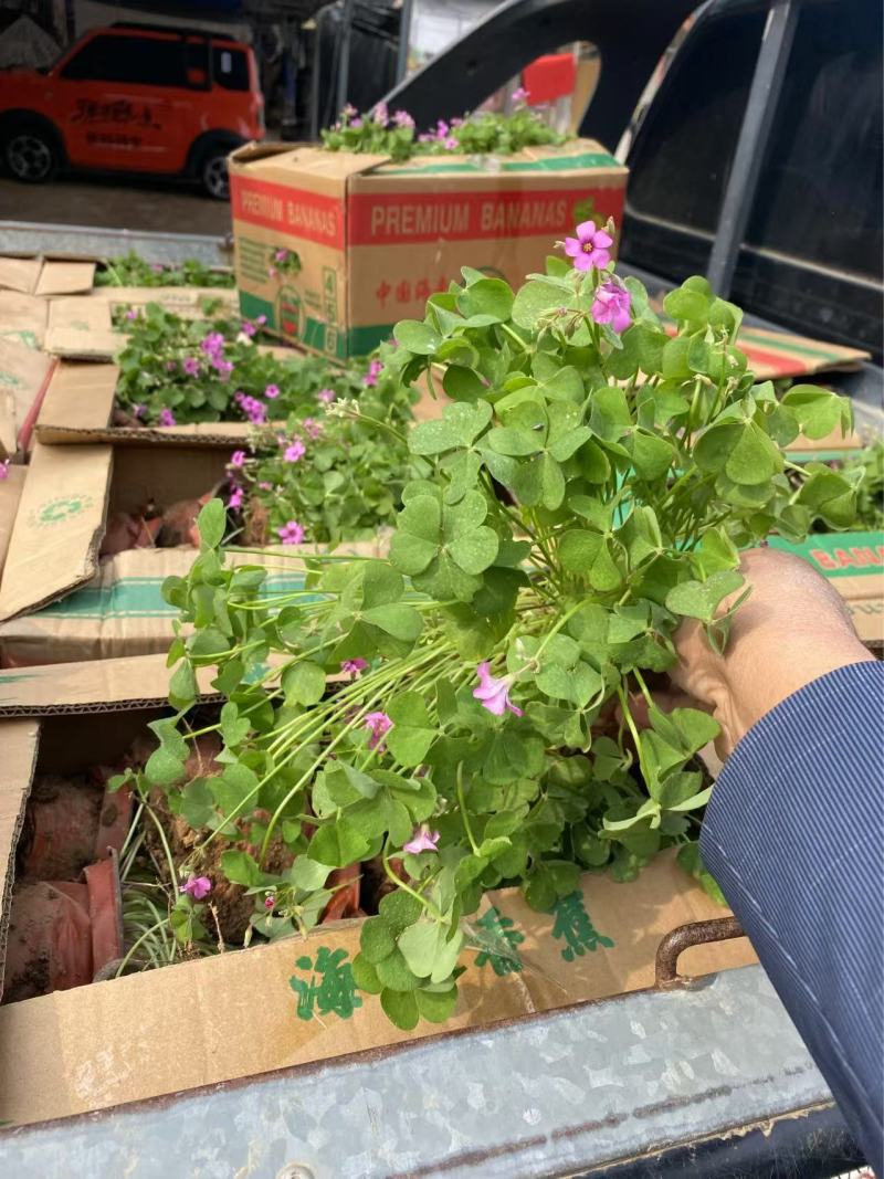 精品红花酢浆草优质红花酢浆草自产自销。红花酢浆