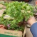 精品红花酢浆草优质红花酢浆草自产自销。红花酢浆
