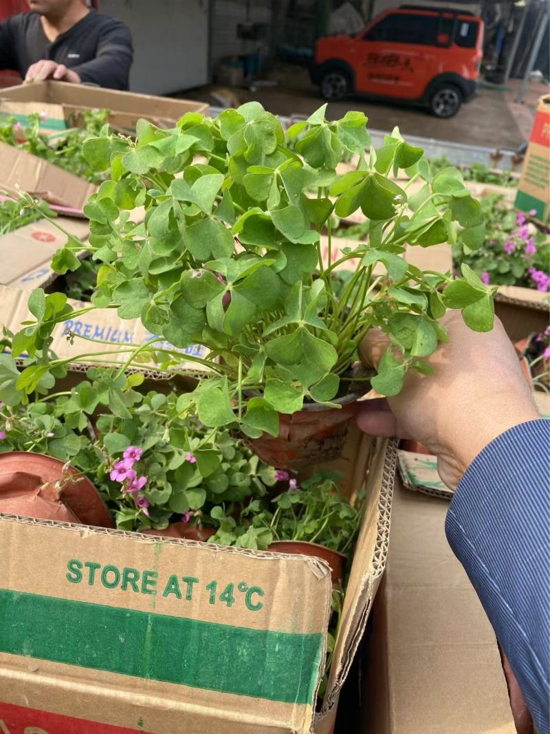 精品红花酢浆草优质红花酢浆草自产自销。红花酢浆