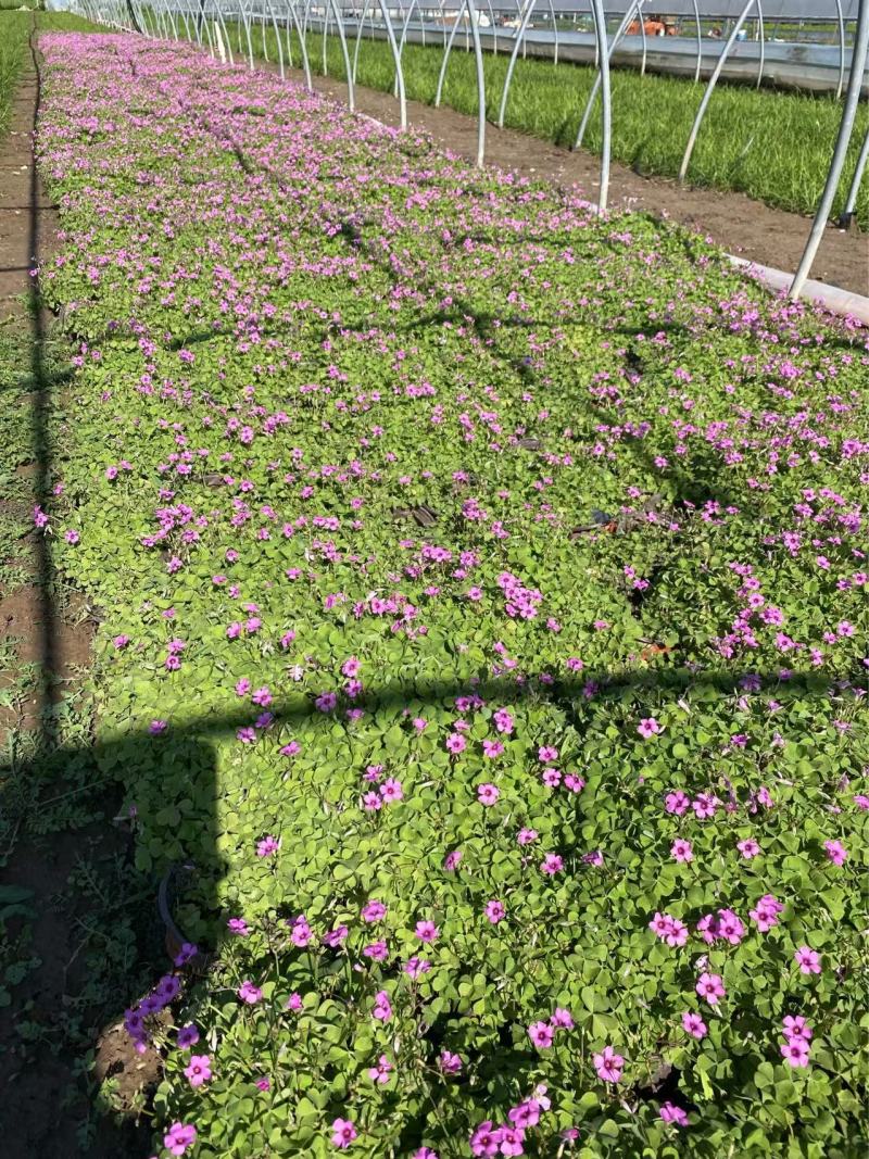 精品红花酢浆草优质红花酢浆草自产自销。红花酢浆