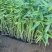再力花自产自销精品再力花。优质再力花