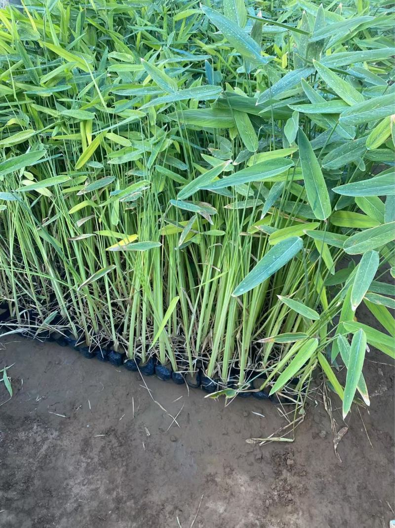 再力花自产自销精品再力花。优质再力花