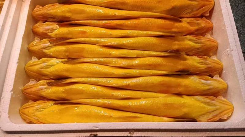 外海网箱黄鱼500g/55元，不包邮费