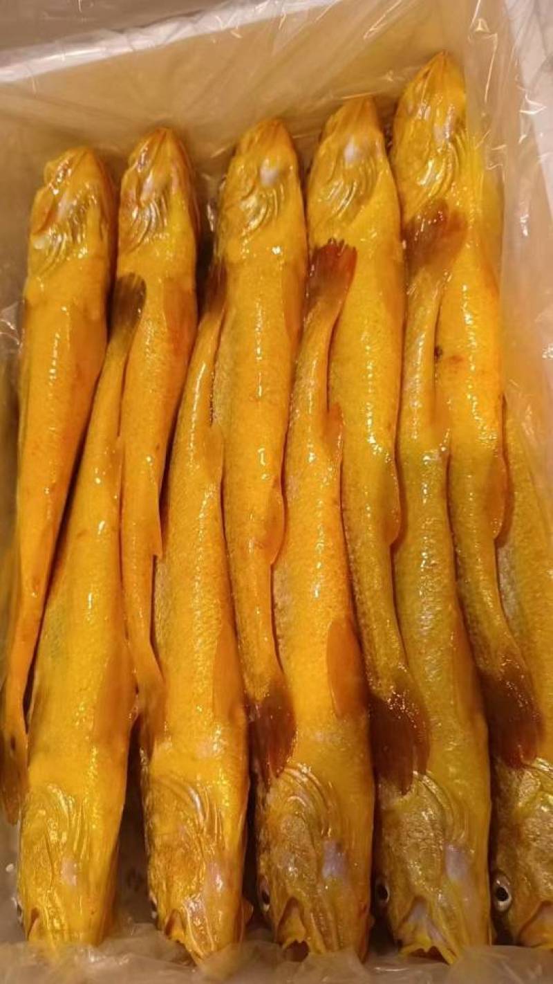 外海网箱黄鱼500g/55元，不包邮费
