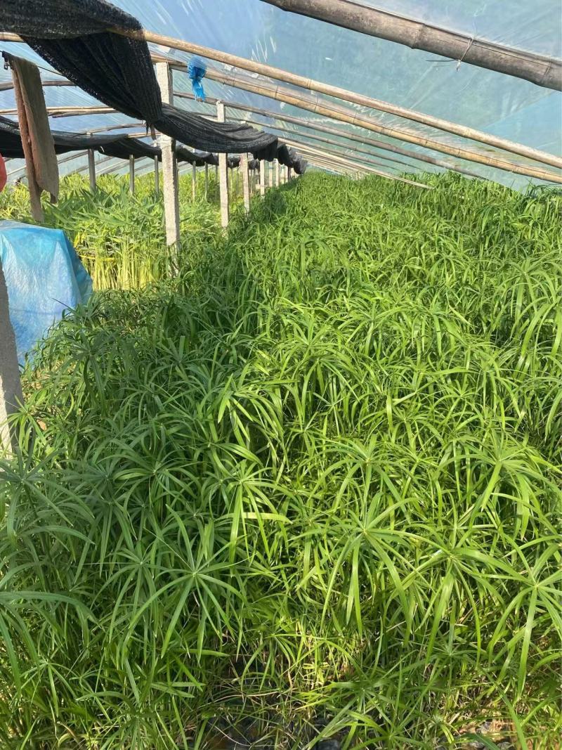 精品旱伞草优质旱伞草旱伞草自产自销