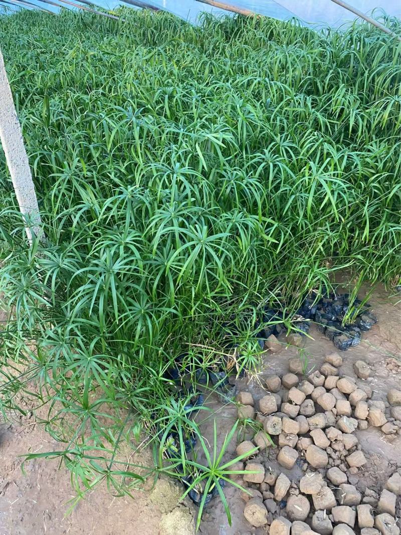 精品旱伞草优质旱伞草旱伞草自产自销