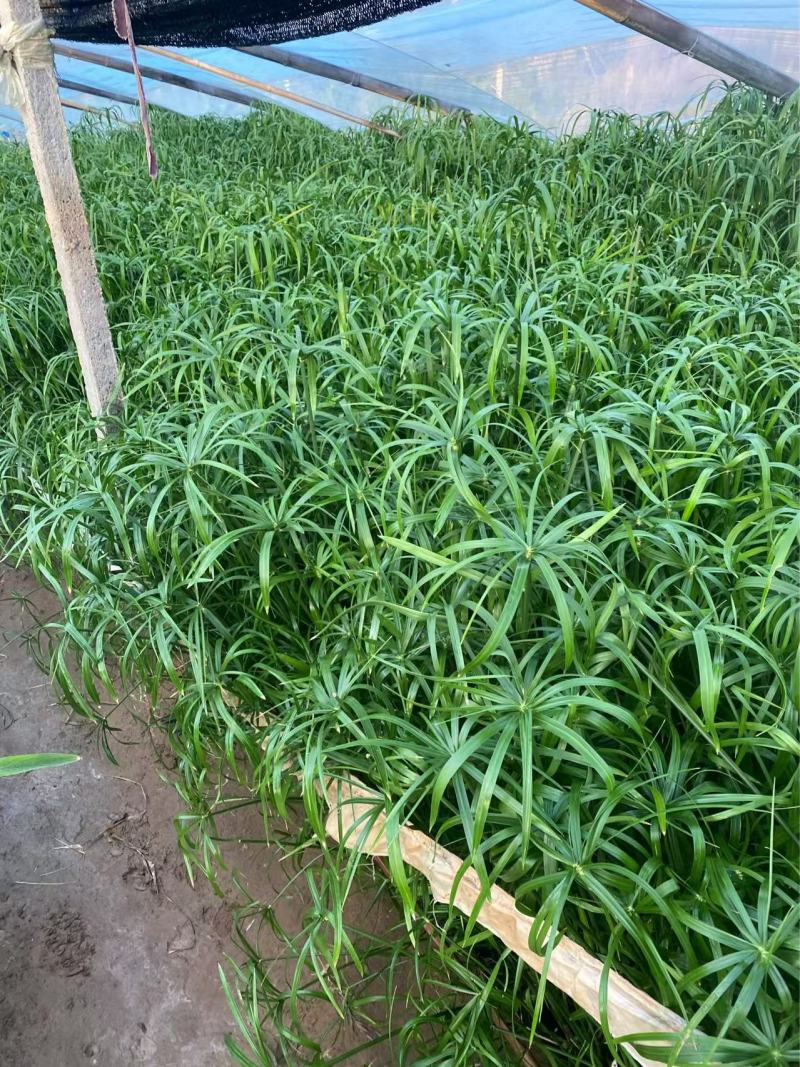 精品旱伞草优质旱伞草旱伞草自产自销