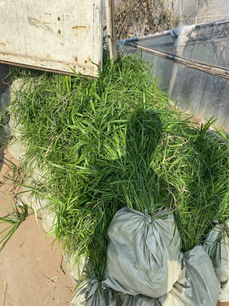 精品旱伞草优质旱伞草旱伞草自产自销