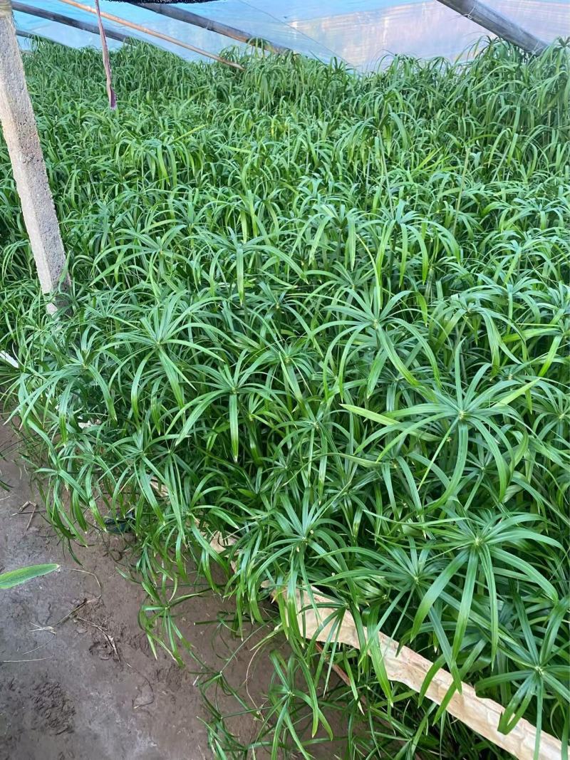 精品旱伞草优质旱伞草旱伞草自产自销