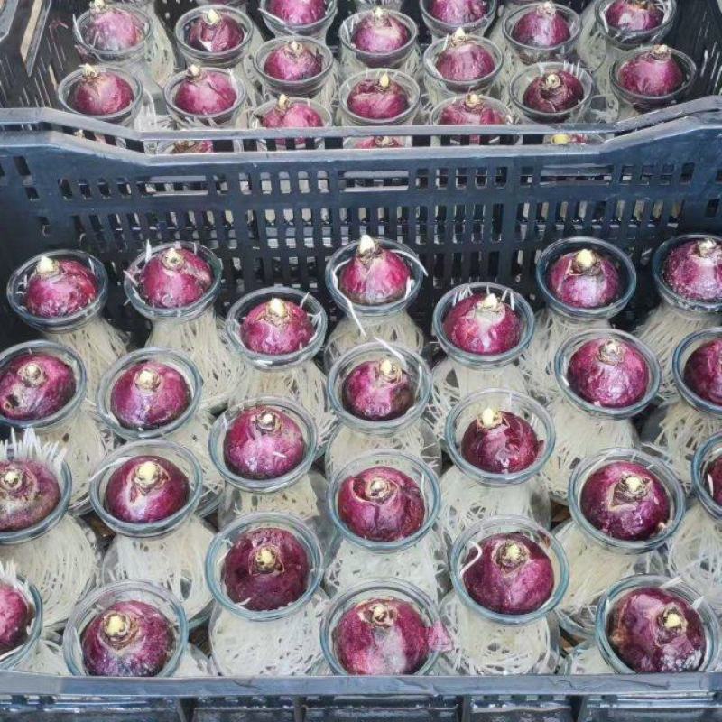 精品风信子优质风信子风信子自产自销风信子批