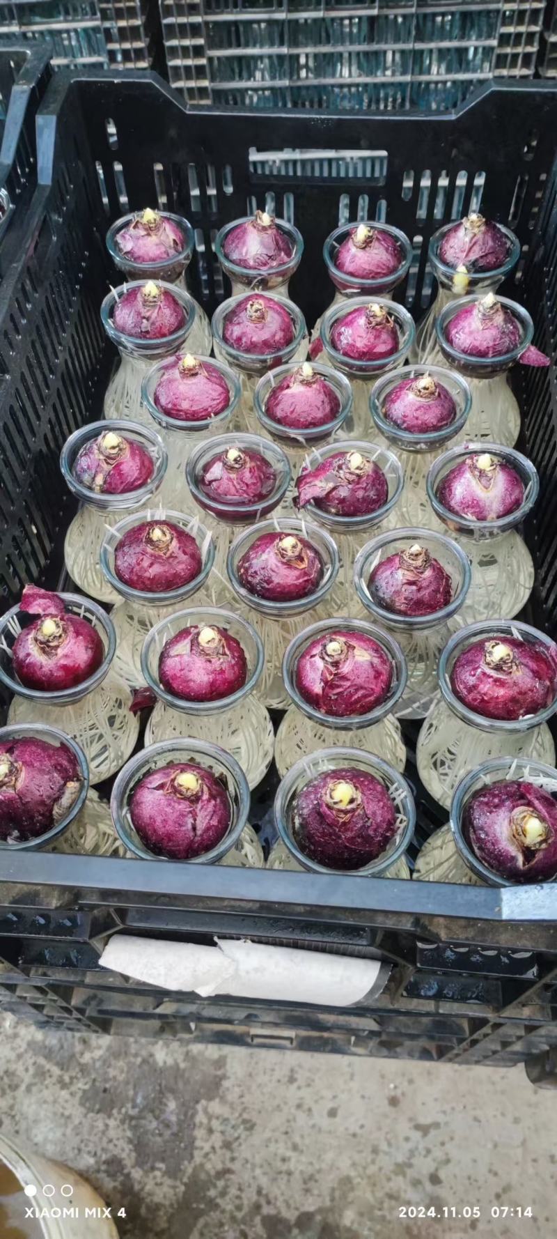 精品风信子优质风信子风信子自产自销风信子批