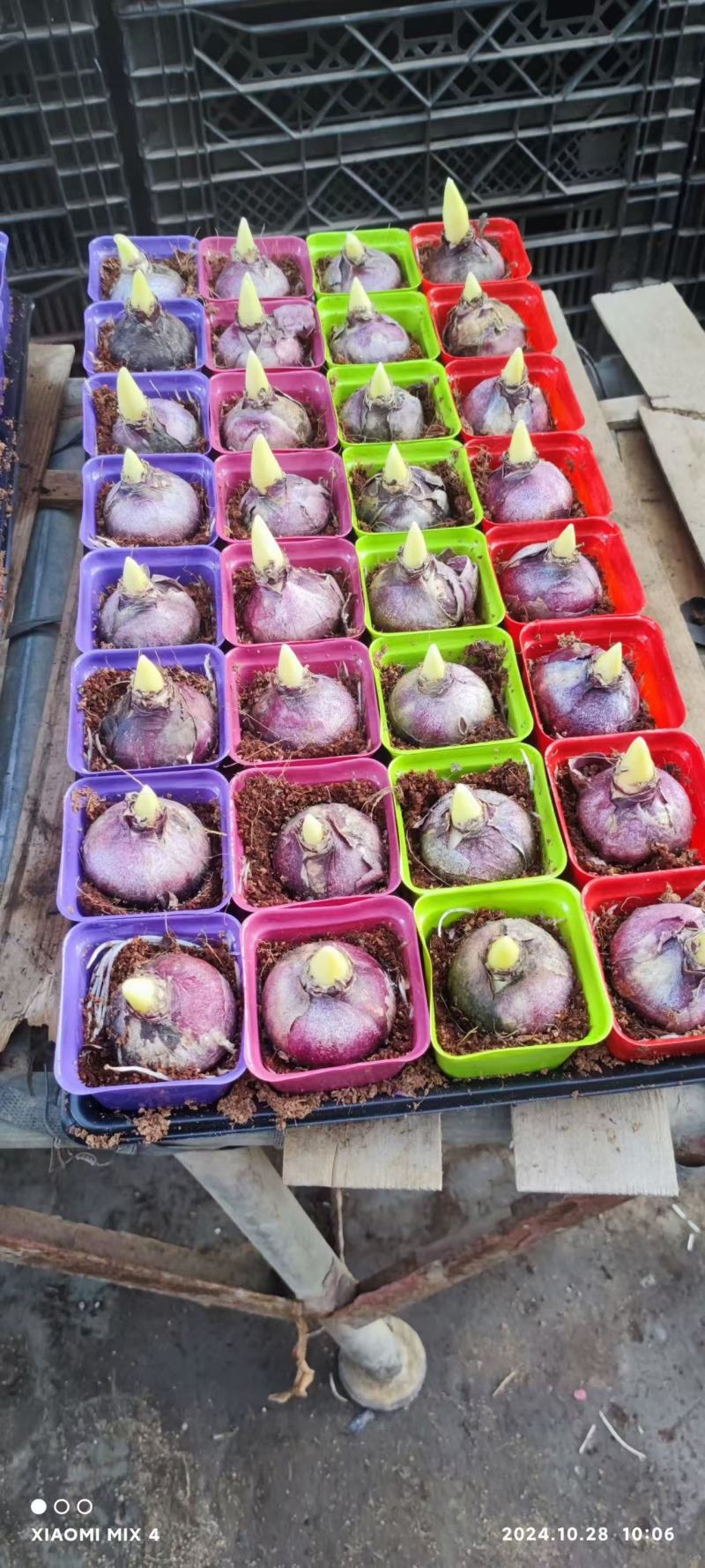 精品风信子优质风信子风信子自产自销风信子批