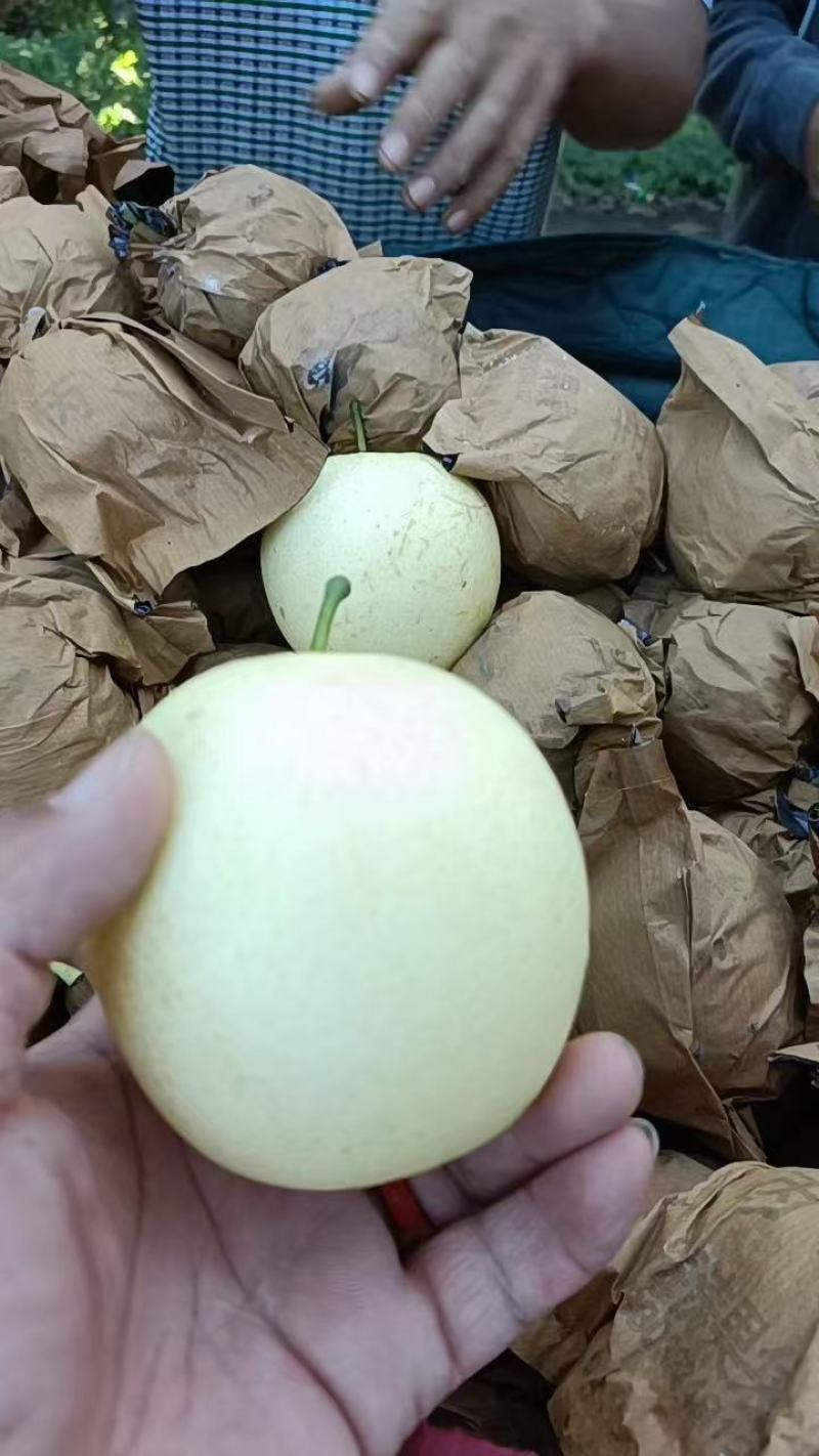 皇冠梨