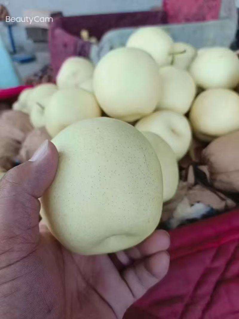 皇冠梨