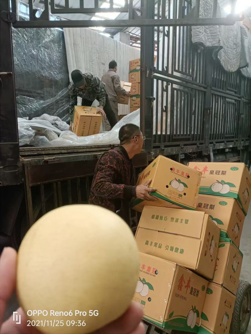 皇冠梨
