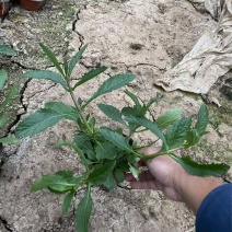 精品柳叶马鞭草优质柳叶马鞭草柳叶马鞭草自产
