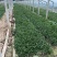 精品柳叶马鞭草优质柳叶马鞭草柳叶马鞭草自产