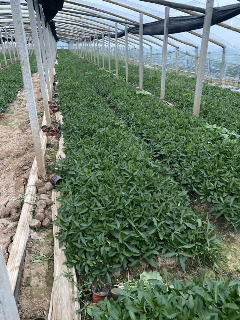 精品柳叶马鞭草优质柳叶马鞭草柳叶马鞭草自产
