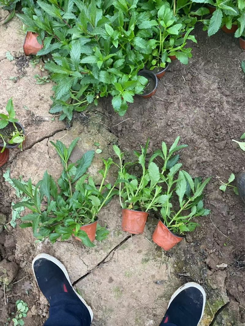 精品柳叶马鞭草优质柳叶马鞭草柳叶马鞭草自产