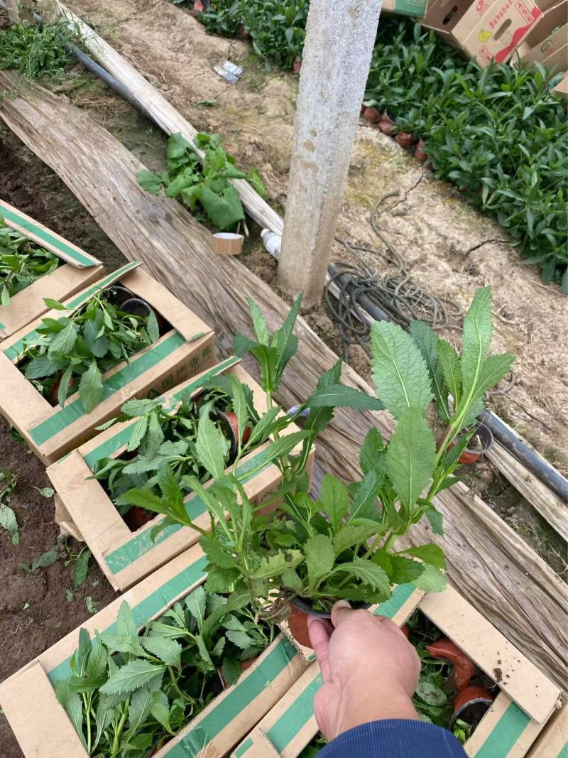 精品柳叶马鞭草优质柳叶马鞭草柳叶马鞭草自产