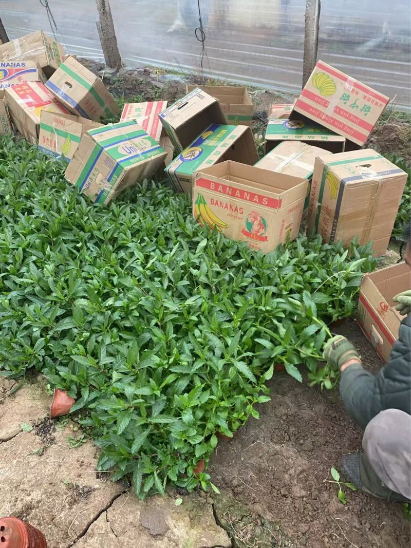 精品柳叶马鞭草优质柳叶马鞭草柳叶马鞭草自产